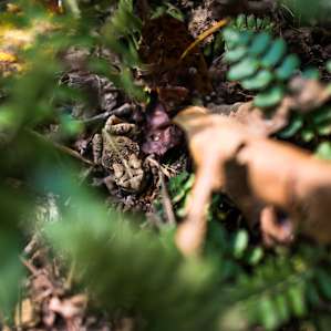 There's plenty of wildlife around and if you are looking close you just might see this little guy hopping around.