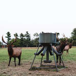 The property is covered with Elk and Deer.