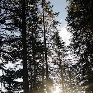 sleeping surrounded by trees