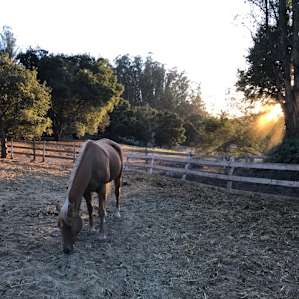 Roy at sunset