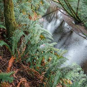 The vegetation along the property is extremely diverse.