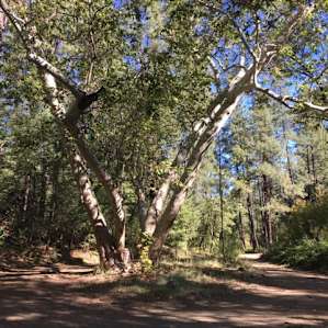 Rose Creek Campground