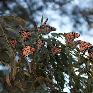 The Monarch migration was outstanding