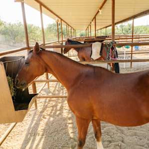 horse animal