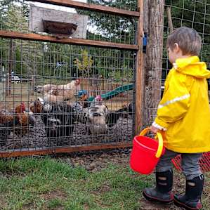 My son spent a ton of time picking up fallen tomatoes from the garden and feeding them to the pigs and chickens. It was so cute!