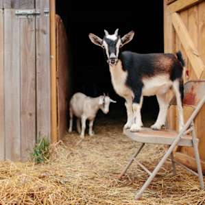These two were adorable! The one in the back is a fainting goat, though we didn't have the pleasure of seeing him in action during our visit.