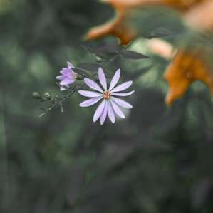 Fun little wildflowers everywhere you look.