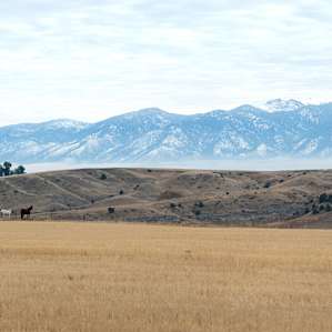 Horses, fields and mountains