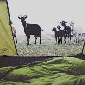 Goat Morning.