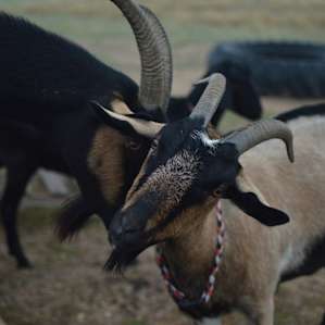 Can it be a bad day when goats are involved?
