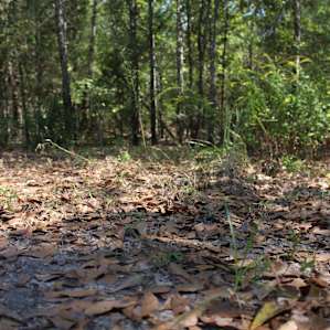 Sandy Ridge Camping