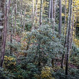 The land below the tent is beautifully landscaped on the way to the creek