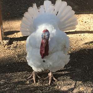 Laid Back Las Vegas Farm