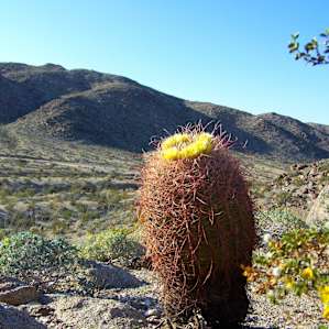 Tamarisk Grove Campground