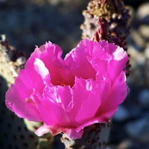 Tamarisk Grove Campground