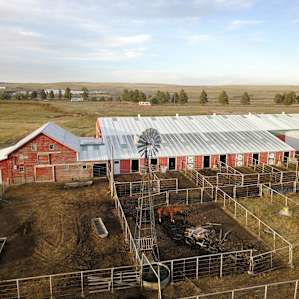 The barn at U Up U Down Ranch is home to horses, pigs, and cows.