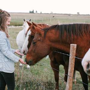 If you don't have time for horseback riding, you can still feed the horses. They loved it!