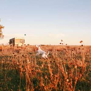 Winnie loved all the smells on the ranch and having so much space to run free.