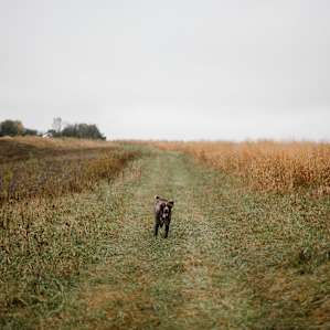 dog animal