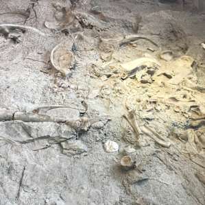 The viewing hall is so amazing! The story of how these bones all came to be in such a small area.