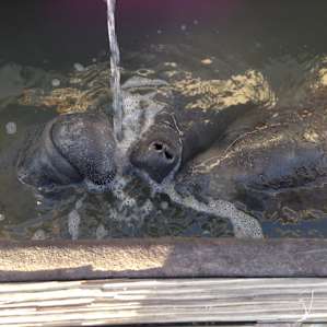 Manatees drinking bilge water