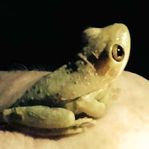 Tree frog that joined our campfire
