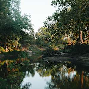 Privet Spring Fed Creek
