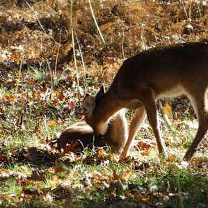 Lots of deer come through the sites and make themselves at home