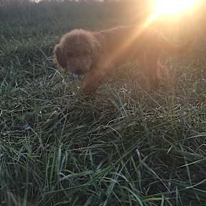 Chester enjoying the sunset :)
