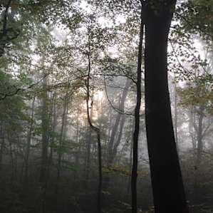 Perfect misty morning!