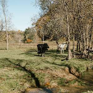 animal cow