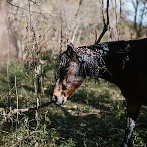 horse animal