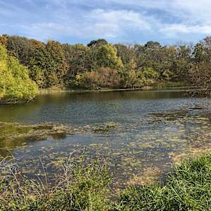The pond.
