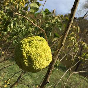 The fruit with many names