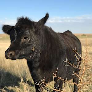 Udder Joy and Milkiness
