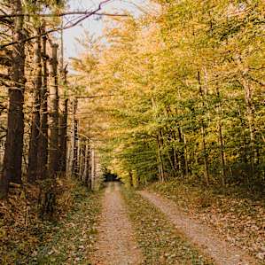 forest fall