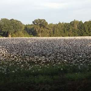 Beautiful fields of cotton on the way into the park.