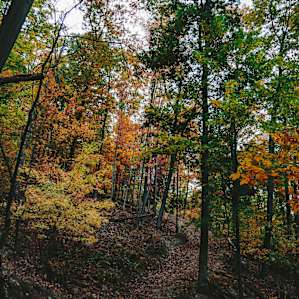 The lumber roads take you up the side of the mountain where there is several acres to explore. The hike is beautiful in the fall and well worth braving the steep terrain
