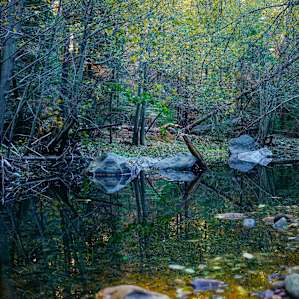 forest water