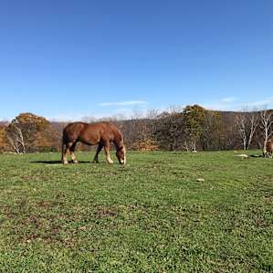 Misty Mountain Farm Camping
