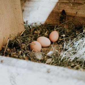 Fresh Eggs