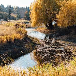 Neighboring pond, filled with water fowl