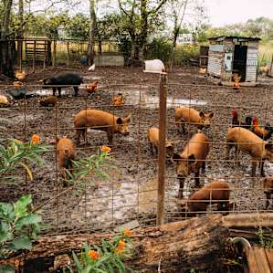 Jamie and Kelsey raise pigs for sale at the local farmer's market, catering events, and parties.