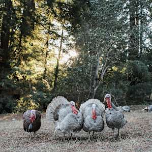 Gang of Four looking fat for Thanksgiving
