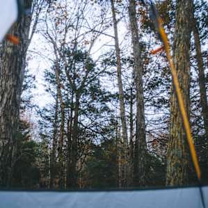 The view from our tent. Surrounded by tall trees!