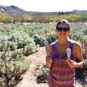 Very excited about purchasing Ellen and Fred's organic sage bundles!