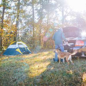 tent people dog
