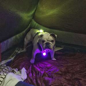 Double collar light on the little man. Can't lose him in the wilderness.