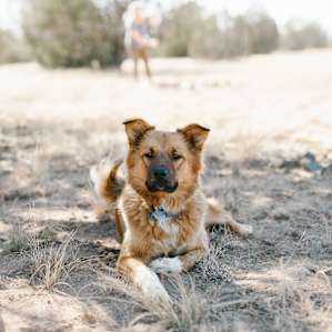 dog animal