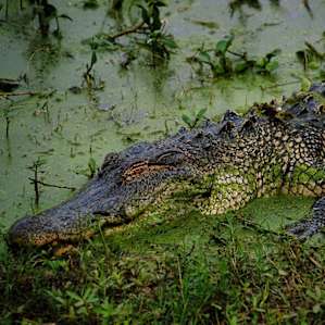Alligator relaxing at Brazos Bend State Park